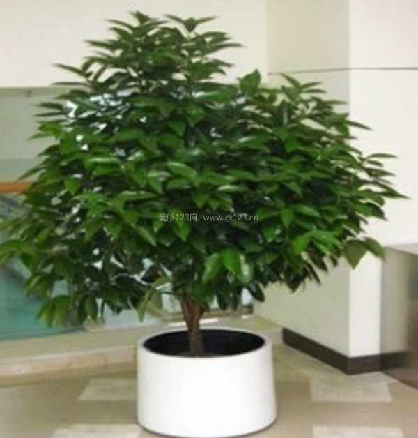 室內裝飾植物