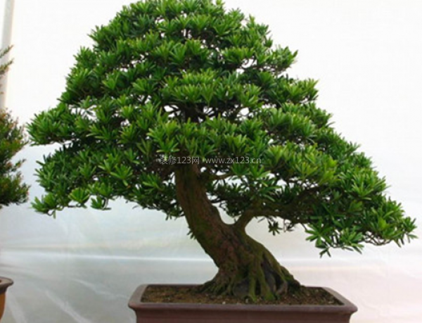室內(nèi)裝飾植物 室內(nèi)裝飾植物