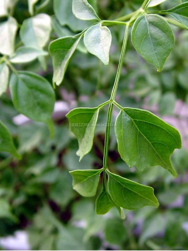 室內(nèi)裝飾植物 室內(nèi)裝飾植物