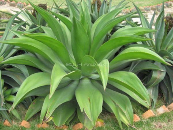 室內(nèi)裝飾植物 室內(nèi)裝飾植物