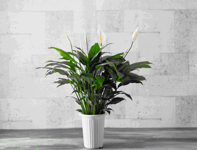 室內(nèi)裝飾植物 室內(nèi)裝飾植物