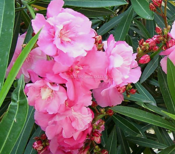 室內(nèi)裝飾植物 室內(nèi)裝飾植物