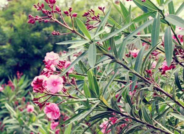 室內(nèi)裝飾植物 室內(nèi)裝飾植物