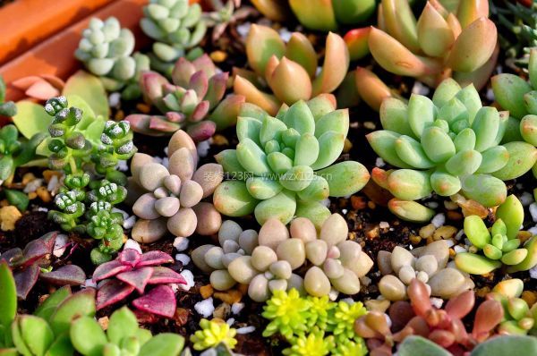 室內(nèi)裝飾植物